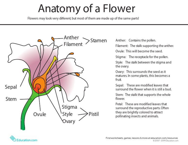 Anatomy of Flower PDF Flowers Pollination