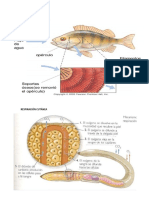 Tipos de respiración en animales