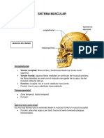 Sistema Muscular