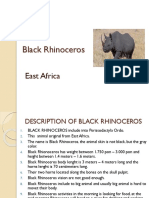 Black Rhinoceros of East Africa