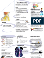 Partes Del Sistema Nervioso-Kass