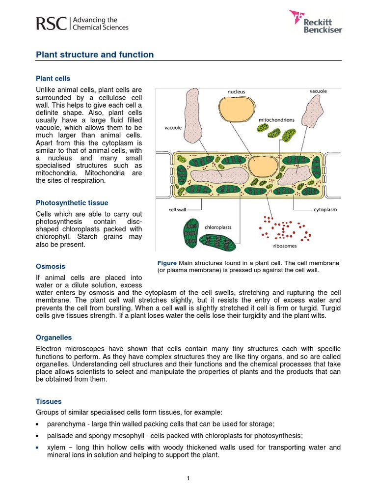 Plant Cell Structure and Function Overview | PDF | Leaf | Tissue (Biology)