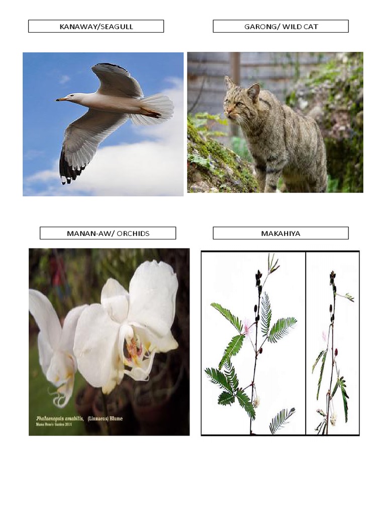Philippine Nature and Locations Guide | PDF