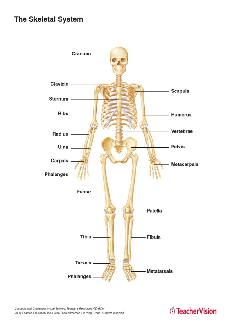 Skeletal System Model | PDF