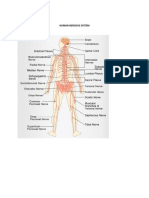 Human Nervous System