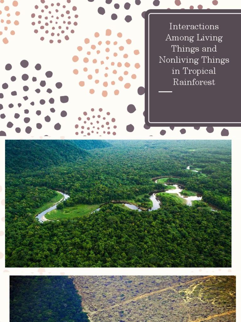Interactions Among Living Things and Nonliving Things In Rainforest
