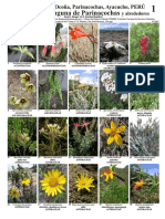 plantas parinacochas.pdf