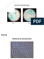 15 vGV9hmsd Observaciondecelulas