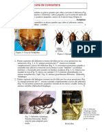 Guía simplificada de familias de Coleoptera