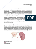 Bazo y páncreas: anatomía, funciones y relaciones