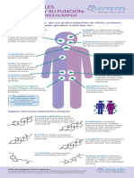 Principales Hormonas y sus funciones.pdf