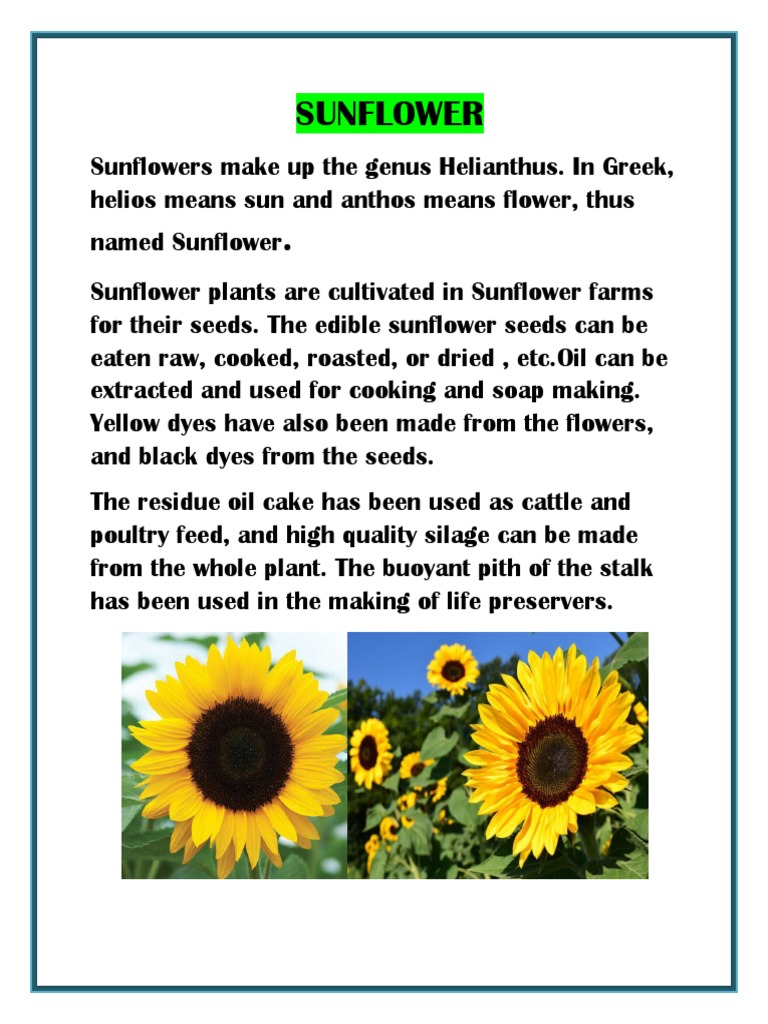 Study of Sunflower Pollination | PDF | Flowers | Pollination