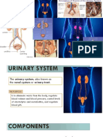 urinary system.pptx