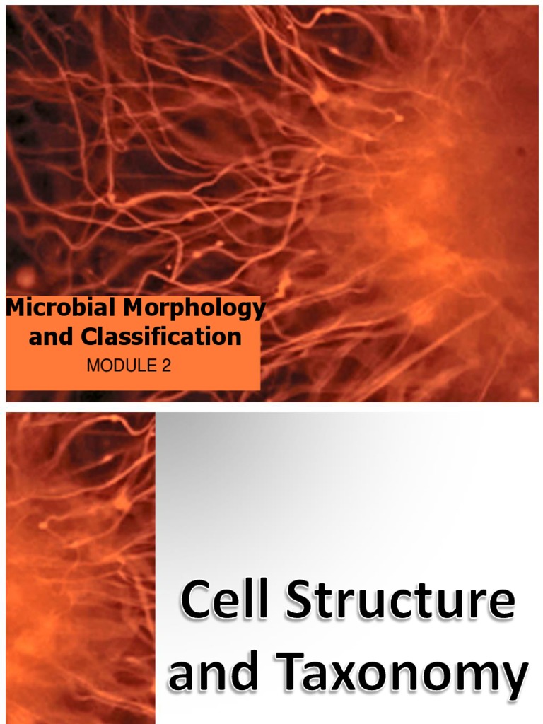 Microbial Cell Structure and Classification | PDF | Eukaryotes | Cell ...