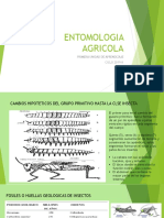 Entomologia Agricola Basico