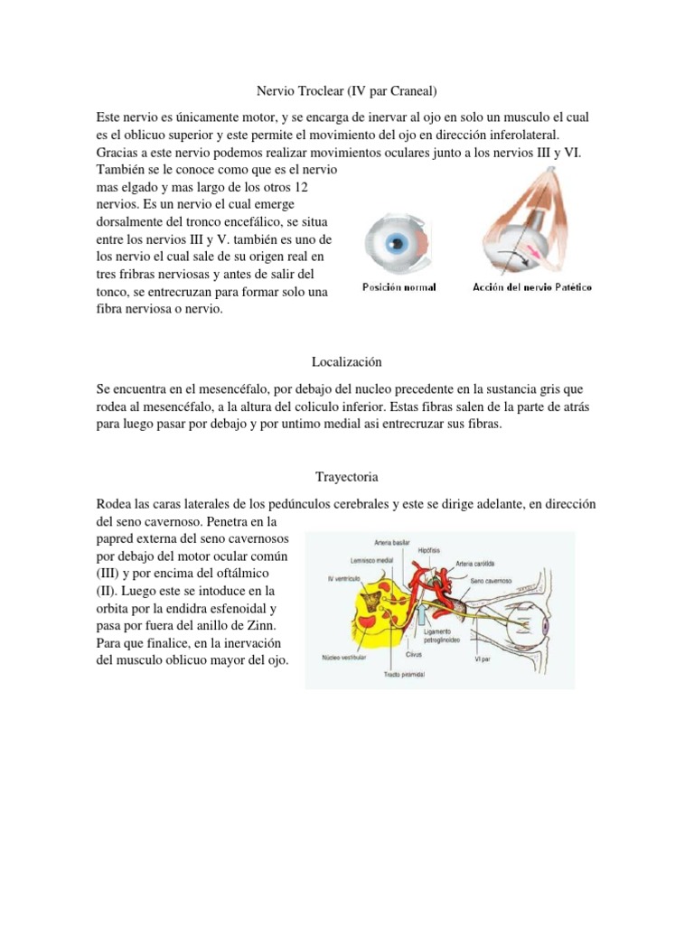 Nervio Troclear | PDF | Anatomía de los primates | Anatomía humana