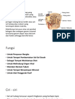 Tulang Keras: Fungsi, Ciri, dan Komposisi