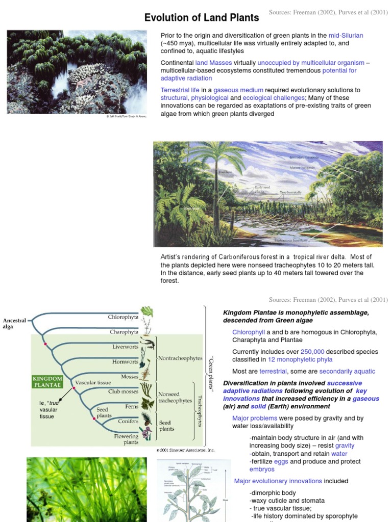 Evolution of Land Plants: Mid-Silurian | PDF | Plants | Fern