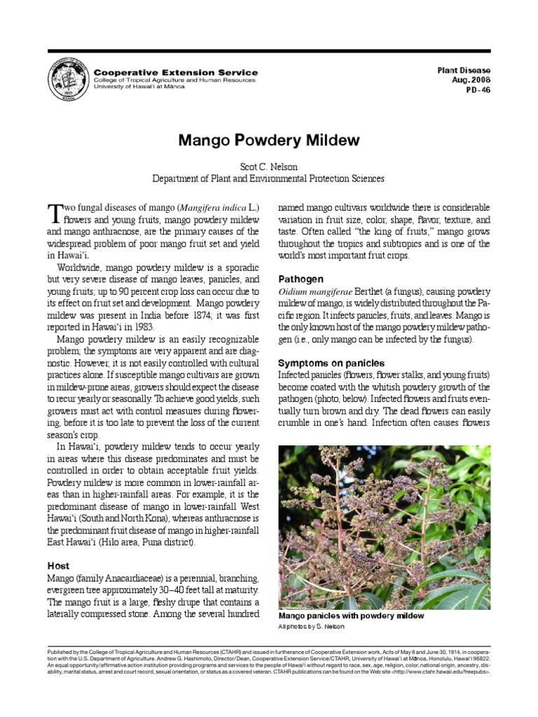 Mango Powdery Mildew Wo Fungal Diseases of Mango (Mangifera Indica L