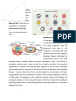 The Four Main Types of Cells Epithelial Cells. These Cells Are