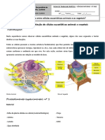 Diferenças entre células animais e vegetais