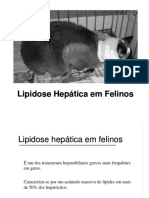 Lipidose Hepática Felina em