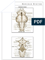 Brain Stem