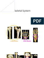 Handouts On Skeletal System