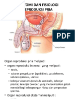 Anatomi Dan Fisiologi Reproduksi Pria