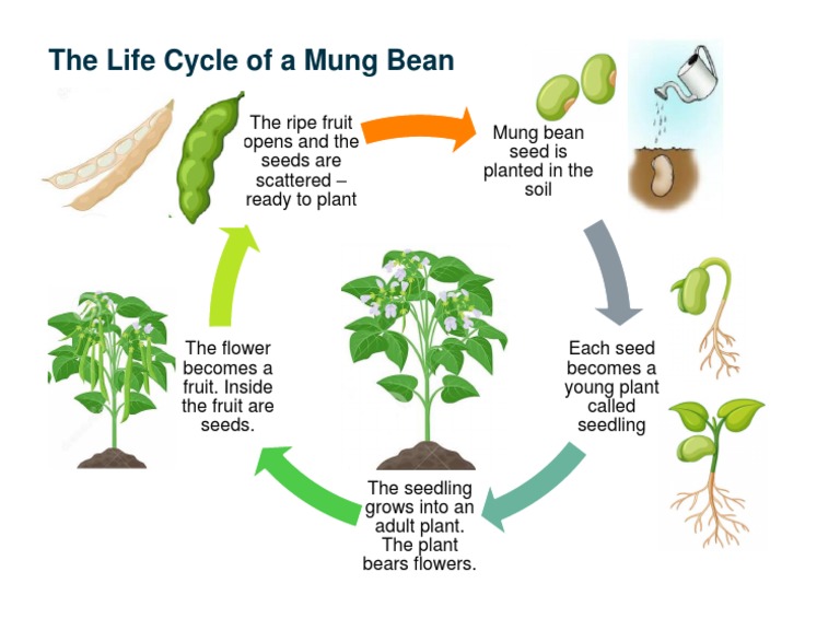 MungB A3 | PDF