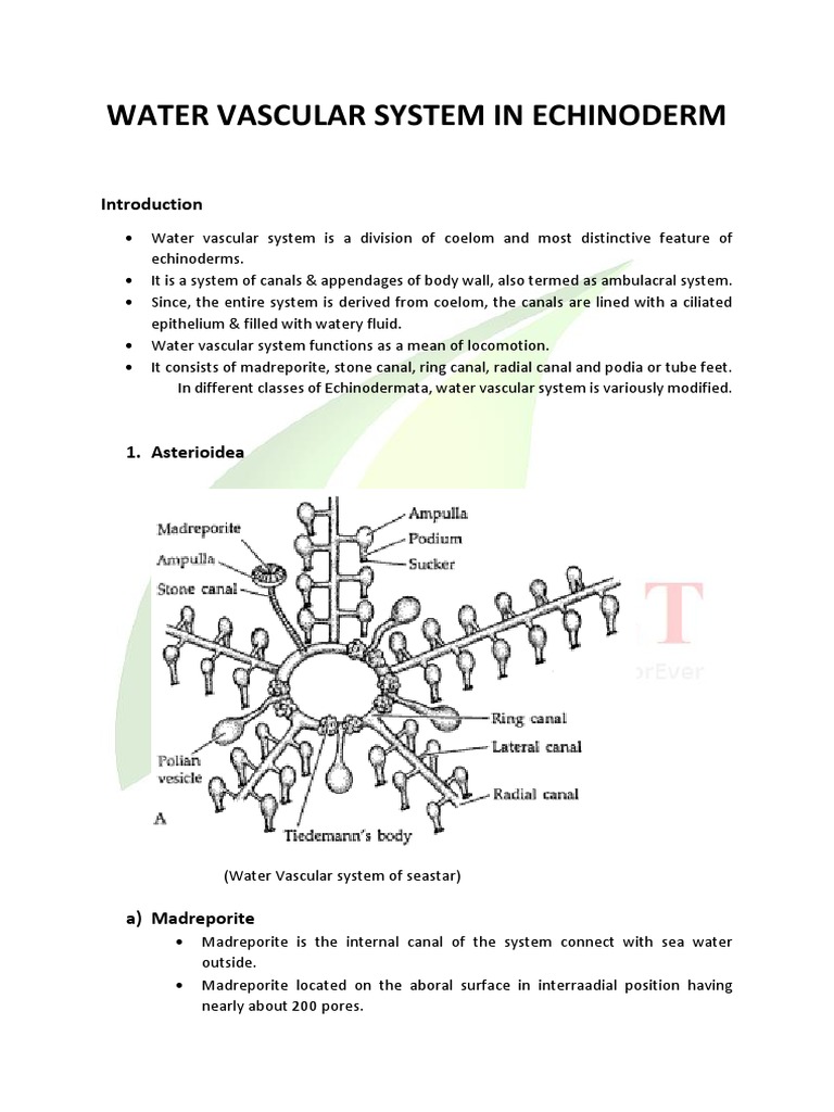 Water Vascular System in Echionderm PDF Organisms Animal Anatomy