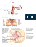 aparato reproductor femenino