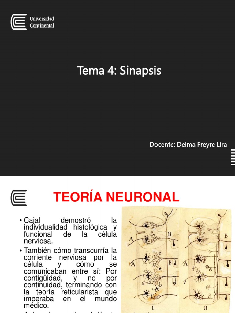 Definición y Función de la Sinapsis | PDF | Sinapsis | Neurona