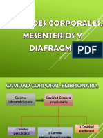 Cavidades Corporales Mesenterios y Diafragma