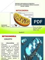 Mitocondria Seccion B2