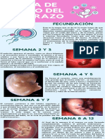 Etapas del embarazo semana a semana