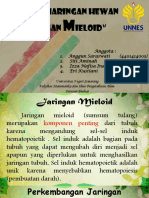 Jaringan Mieloid Sumsum Tulang