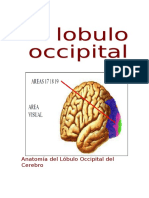 Lobulo Occipital PDF