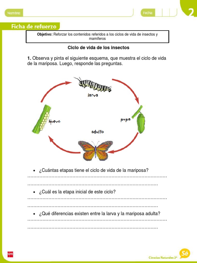Ciclo de Vida de Insectos y Mamíferos | PDF, image size:768x1024