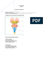 Test Trunchiul Cerebral Si Cerebelul