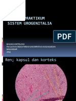 Review Praktikum Sistem Urogenitalia: Bagian Histologi Fakultas Kedokteran Universitas Hasanuddin Makassar 2015