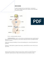 Glandele Endocrine Si Sistemul Osos