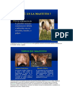 Mastitis en Cabras