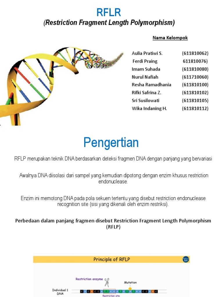 Pengertian dan Proses RFLP | PDF | Kajian Bahasa Asing | Kesehatan Holistik