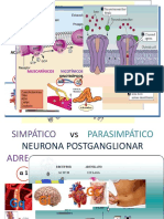 Receptor Es