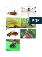 7 tipos de insectos.docx