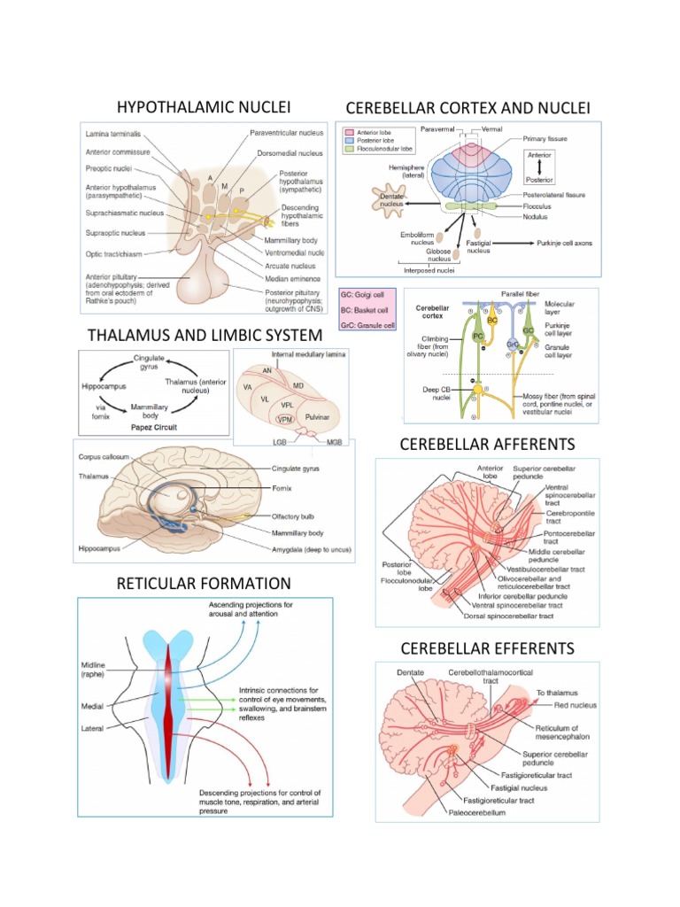 Brain Structure and Function Overview | PDF