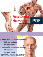 Anatomia Humana