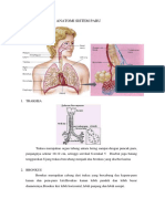 Anatomi Fisiologi Sistem Paru