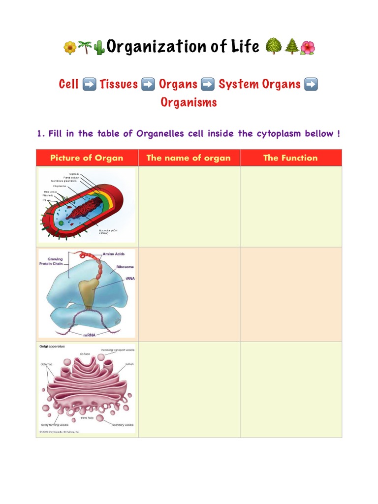 Organization of Life: Cells to Systems | PDF